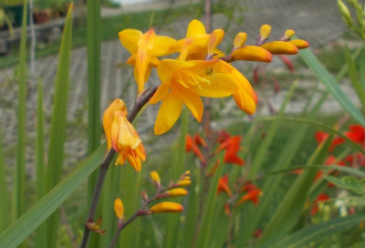 DSCN3220_Crocosmia_Norwich_Canary.jpg