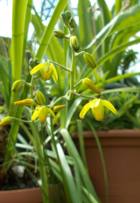 DSCN3225_Albuca_shawii.jpg