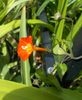 DSCN3226_Ipomoea_coccinea.jpg