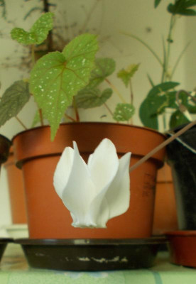 DSCN3212_Cyclamen_hederifolium_weiss.jpg