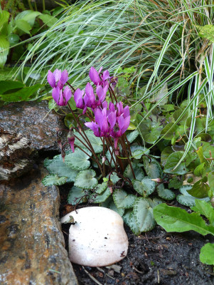 2021-08-11 Cyclamen purpurascens.jpg