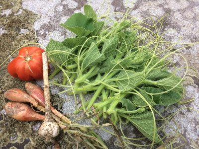 Zucchini lunghe Triebspitzen.JPG