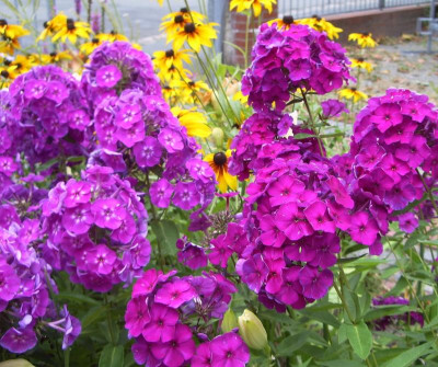 Phlox-Kombi.jpg