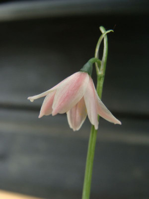 Acis rosea21.jpg