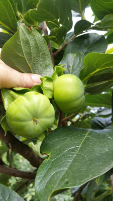 Garten 008.jpg