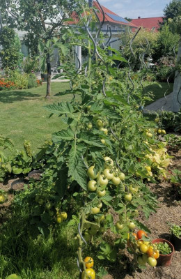Tomate_Freiland3.jpg