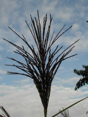 Miscanthus_Himmel.jpg