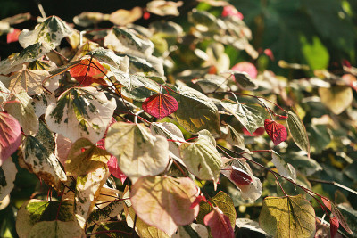 cercis_caro1.jpg