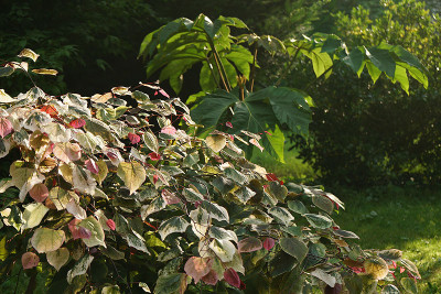 cercis_tetra.jpg