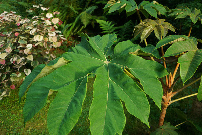 tetra_cercis.jpg