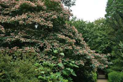 clerodendrum.jpg