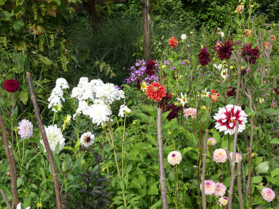 2021-08-12 Dahlien 1.jpg