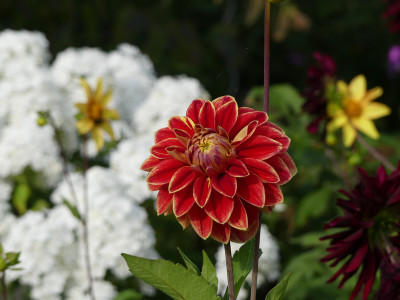 2021-08-12 Dahlien 2.jpg