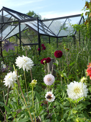 2021-08-12 Dahlien 3.jpg