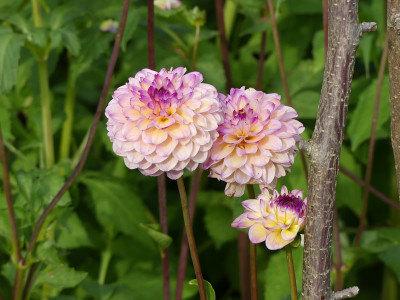2021-08-12 Dahlien 4.jpg