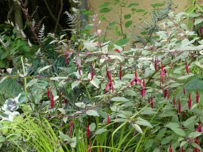 2021-08-12 Fuchsia magellanica  'Tricolor'.jpg
