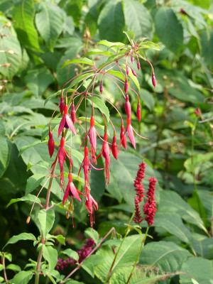 2021-08-12 Fuchsia magellanica 'Riccartonii'.jpg