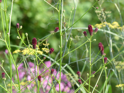 2021-08-12 Sanguisorba 'Ruby Velvet'.jpg