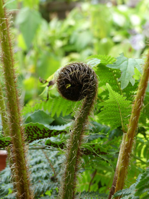 2021-08-12 Farne Cyathea cooperi.jpg