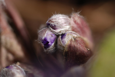hepatica_lauernd.jpg