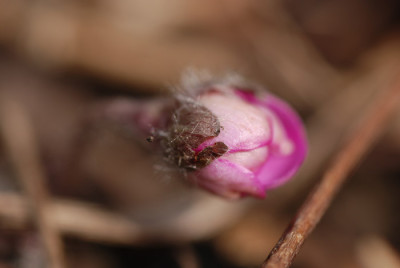 hepatica_lauernd2.jpg