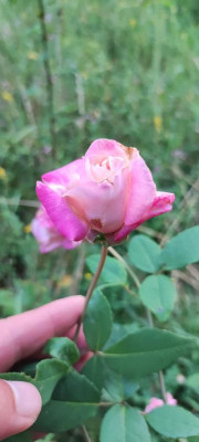 IMG_20210812_201044.jpg