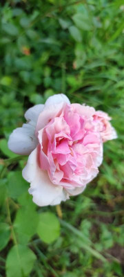 IMG_20210812_201225.jpg