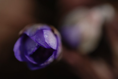 hepatica_lauernd3.jpg
