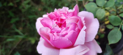 IMG_20210812_201116.jpg