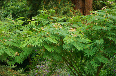 Albizia.jpg