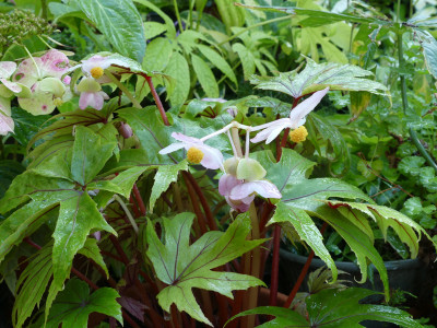 2021-08-11 Begonia pedatifida 'Nervures rouges' 2.jpg