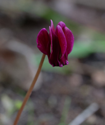 DSC_2700_DxO.jpg