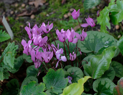 DSC_2709_DxO.jpg