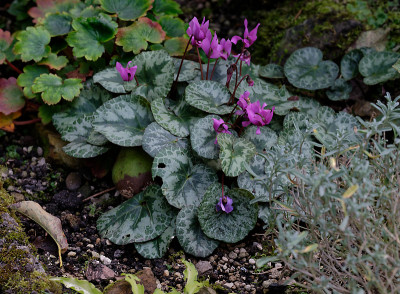 DSC_2711_DxO.jpg