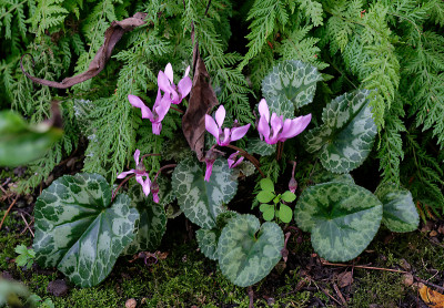 DSC_2710_DxO.jpg