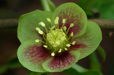 Helleborus_Martine_de_Smedt_1_01-02-2008.jpg