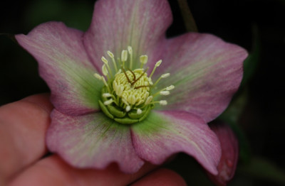 Helleborus_Martine_de_Smedt_2_01-02-2008.jpg