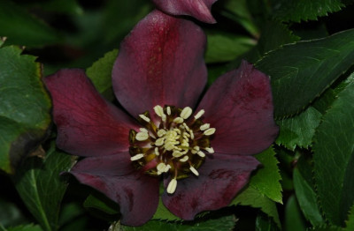 Helleborus_Markt_2008_1__01-02-2008.jpg