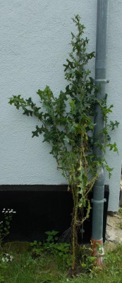 DSCN3133_Lactuca.jpg