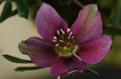 Helleborus_Markt_2008_2_01-02-2008.jpg