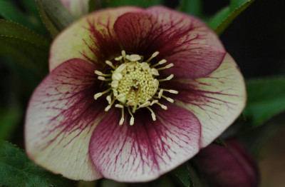 Helleborus_Schmiemann_1_01-02-2008.jpg