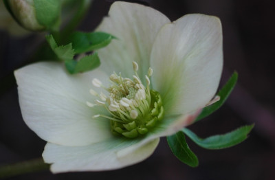Helleborus_Schmiemann_3_01-02-2008.jpg