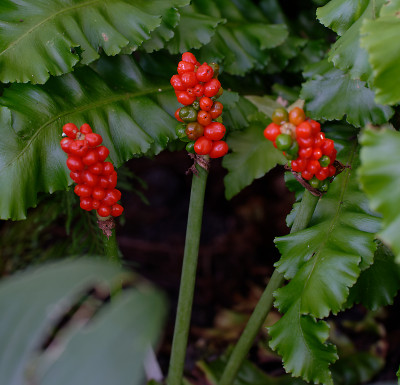 DSC_2712_DxO.jpg