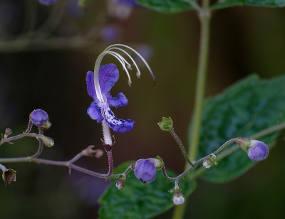 DSC_2722_DxO.jpg