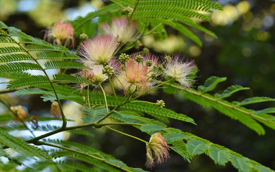 albizia.jpg