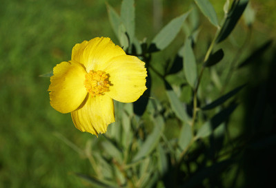 bush_poppy.jpg
