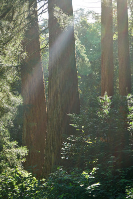 sequoias.jpg