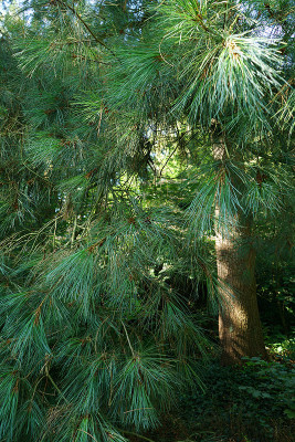 pinus_aya.jpg