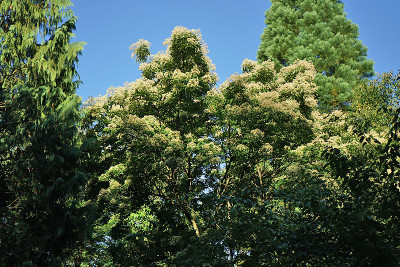 bienenbaum.jpg