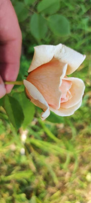 IMG_20210814_192120.jpg